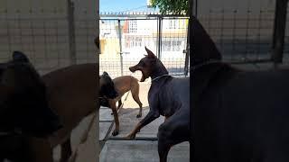 malinois vs doberman