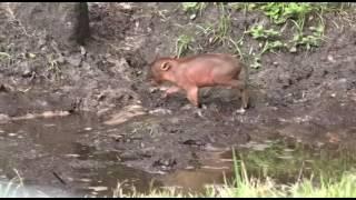 Babirusa Piglet Makes His Debut