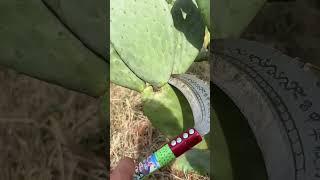 Pruning the cactus to grow and blooming fast #satisfying