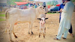 domail mandi 2024 latest update ll dhani cows ll jamil tv ll