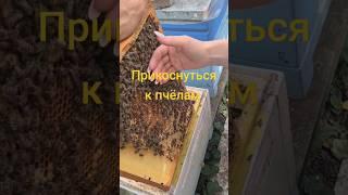 ЭКСКУРСИЯ на ПАСЕКУ #выходные #экотуризм #агротуризм #загородом #отдых #пчёлы #сдетьми  #карника