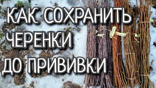 ПРОСТЕЙШИЕ ТРИ СПОСОБА СОХРАНИТЬ ЧЕРЕНКИ ДО ПРИВИВКИ