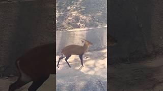 hiran ka bachcha dikha  #ruhanivlogs #deer #animals #forest