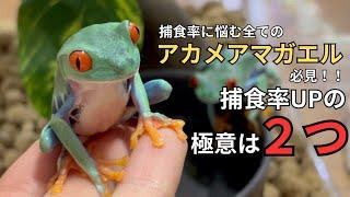 飼育しているアカメアマガエルに向けて動画を作ってみた〜目指せ捕食率100％〜