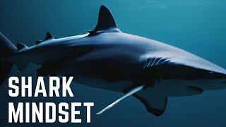 Shark mindset, motivation video | facts| psychology