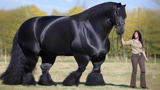 You Never Guess the Price of this Horse | Most Expensive Horse in the World