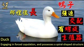 鴨子的那裡很長？會強迫交配，有螺旋生殖器Discovery Is a duck's "thing" really that big?Ginger duck isn't a drake!?