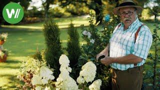 Welche Hecke ist die richtige Wahl? Ratgeber Heckenpflanzen