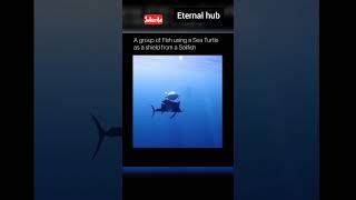 A group of fish using turtle as a shield | ETERNAL HUB | #shorts #eternalhub #science