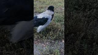 Ворона Пытливый Глаз встречает утром / Hooded crow Prying Eye meets me in. the morning