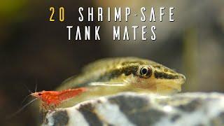 Ideal Dwarf Shrimp Tank Mates For A THRIVING Community Aquarium