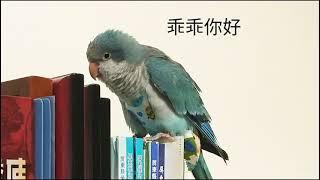 藍和尚鸚鵡 (Myiopsitta monachus) 學說話 (乖乖 你好 過來)