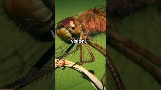 Dragonflies_ Nature's Stealthy Predators  #facts #dragonfly  #animals