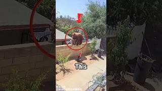 Big black dog fights brown bear to protect his family #dog #pets #animals