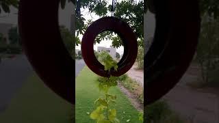 How To Recycle, Reuse Old Tires | Hanging Garden Ideas | Creative Ideas | Green Thumb #shorts