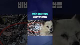 반려견 향해 수백 발...비비탄 쏜 해병들 #shorts / KBS