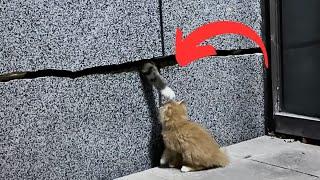 The kitten fell through the crack and got separated from his parents, helplessly circling in place