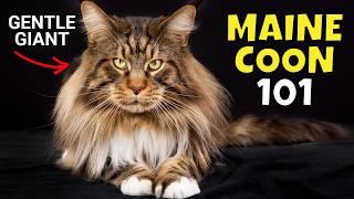 Maine Coon Cat 101: What to Know Before Adopting One