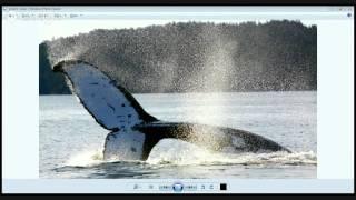 Our Great Big Hope for Canada's Whales