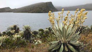 El páramo de Sumapaz: el productor de agua más grande del mundo está en Colombia