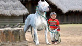 15 Most Loyal Dogs In The World