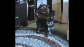 Black Miniature Schnauzer Sings Like Justin Beeper