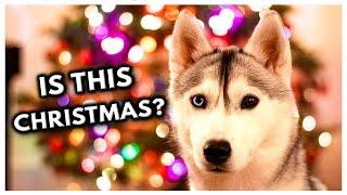 My HUSKY Helps Decorate The CHRISTMAS TREE  (Does she do a good job?)