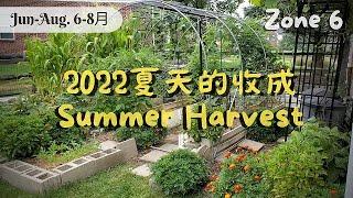 Enjoying The Joyous Days of My Summer Vegetable Garden Harvest 夏日收穫的喜悅