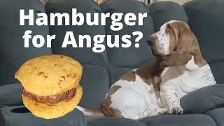 Basset Hounds celebrate national hamburger day!