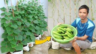 Amazing Idea | Growing Cucumber from Seed at Home | Grow Cucumbers in Sacks