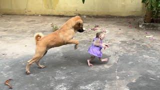 OMG Puppy DouDou Jump High To Play With Minea Is Walking