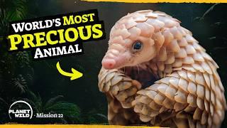 Our insane journey to save the pangolin