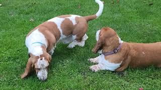 Basset hounds love to make friends