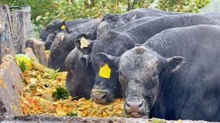 3,500 ABERDEEN ANGUS BEEF CATTLE 