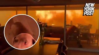 Nightmarish video shows two men and a dog trapped in home being engulfed by wildfire