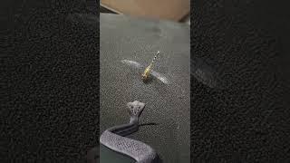Snake VS Draganfly /#Havish#cute