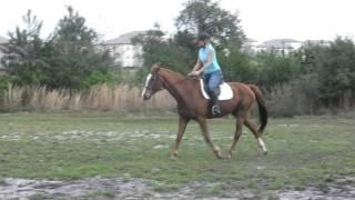 Horseback Riding on BEAU (ridden by Tracy)