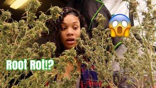 They're DEAD....Indoor WEED GROW Update‼️