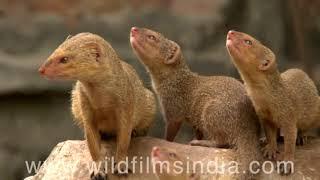 Cute animals from wildfilmsindia's archive: See this Cute compilation!