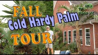 Fall Cold Hardy Palm Garden Tour