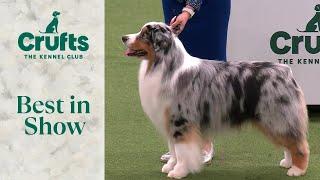 Best in Show | Crufts 2024