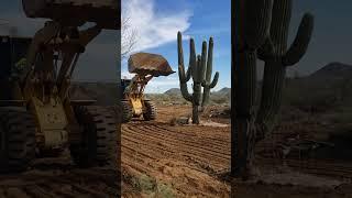 KILLING A SAGUARO: HEART BREAKING