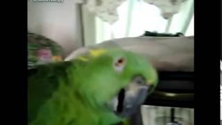 Funny singing parrot