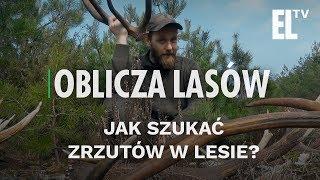 Jak szukać zrzutów w lesie? | Oblicza Lasów #49