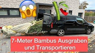 Goldener Peking Bambus ausgraben & Entwurzeln. Rhizome Entfernen und Wurzeln schneiden