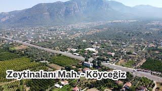 Zeytinalanı Mah. - Köyceğiz - Muğla (Kısa Drone Çekimi) #zeytinalanı #köyceğiz