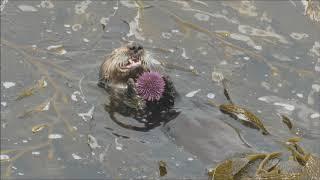 Sea Otter Eats a Sea Urchin