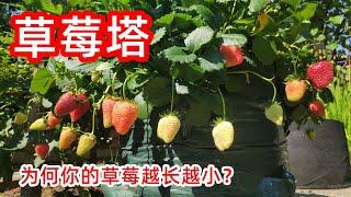 How to grow strawberries in a strawberry tower?