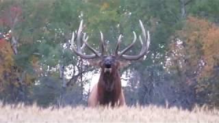 Giant Saskatchewan bull elk!