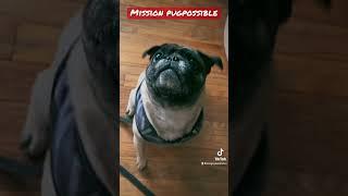 Mission Pugpossible Level 2 Completed 